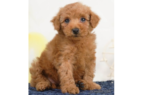 成約済の千葉県のトイプードル-226747の1枚目